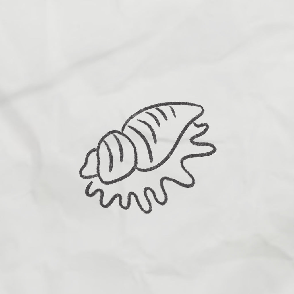 sea shell