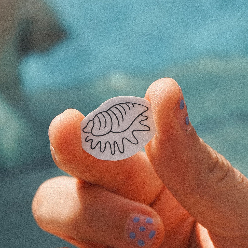 sea shell
