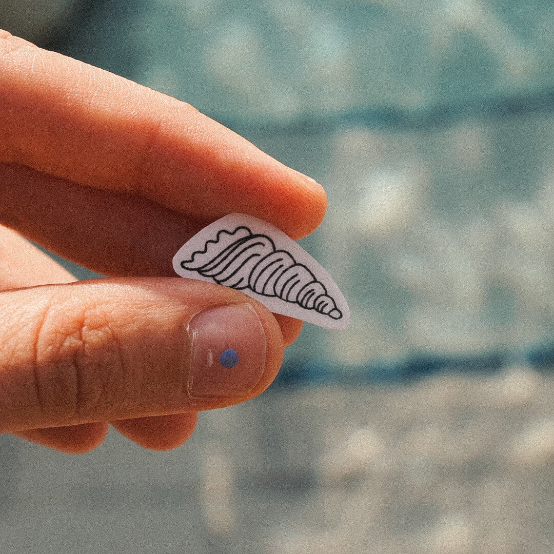 long sea shell