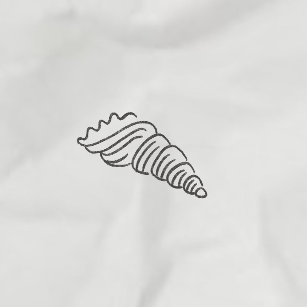 long sea shell